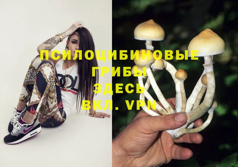 Псилоцибиновые грибы Magic Shrooms  omg зеркало  Конаково 